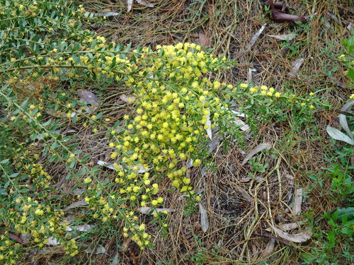 Acacia caesiella