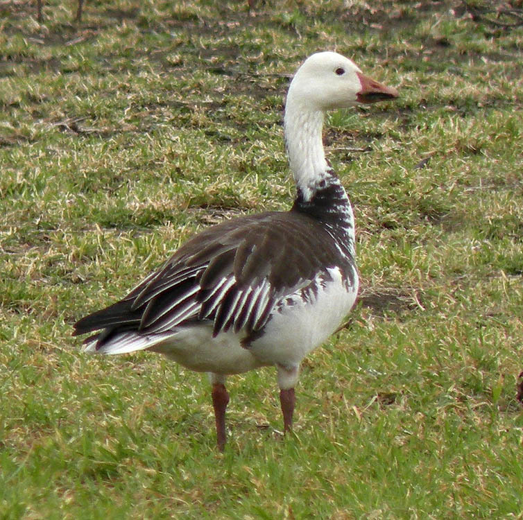 Snow Goose (Waterfowl of Ontario ) · iNaturalist