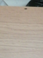 Insecta