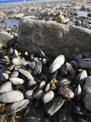 Mytilus chilensis