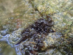 Peltigera hydrothyria