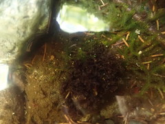 Peltigera hydrothyria