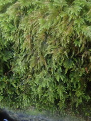 Thamnobryum alleghaniense