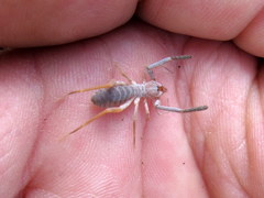 Ammotrechidae