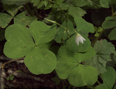 Oxalis trilliifolia