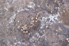 Echinolittorina pascua