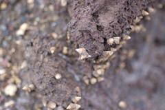 Echinolittorina pascua