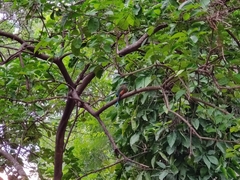 Eumomota superciliosa