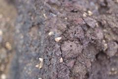 Echinolittorina pascua