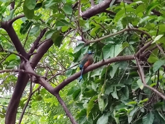 Eumomota superciliosa