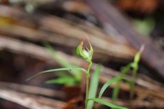 Pterostylis agathicola