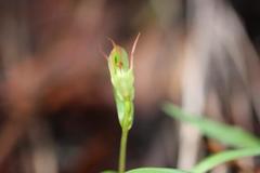 Pterostylis agathicola
