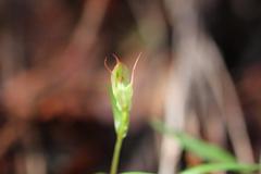 Pterostylis agathicola