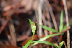 Pterostylis agathicola
