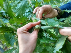 Andricus infectorius