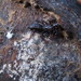 Mayacentrum pijol - Photo (c) Jason J. Dombroskie,  זכויות יוצרים חלקיות (CC BY-NC), הועלה על ידי Jason J. Dombroskie
