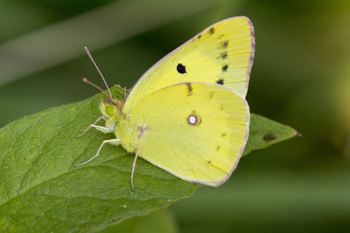 Eastern Pale Clouded Yellow