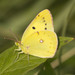 Eastern Pale Clouded Yellow - Photo (c) Kristof & Yulia, some rights reserved (CC BY), uploaded by Kristof & Yulia