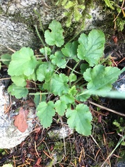 Heuchera micrantha diversifolia