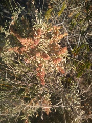 Atriplex lampa
