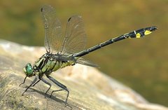 Gomphurus lineatifrons