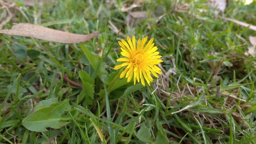 Taraxacum officinale image