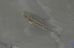 Parachromis friedrichsthalii