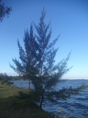 Casuarina
