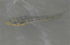 Parachromis friedrichsthalii