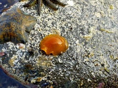 Dendrodoris citrina