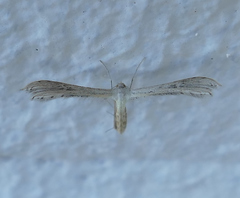 Exelastis montischristi