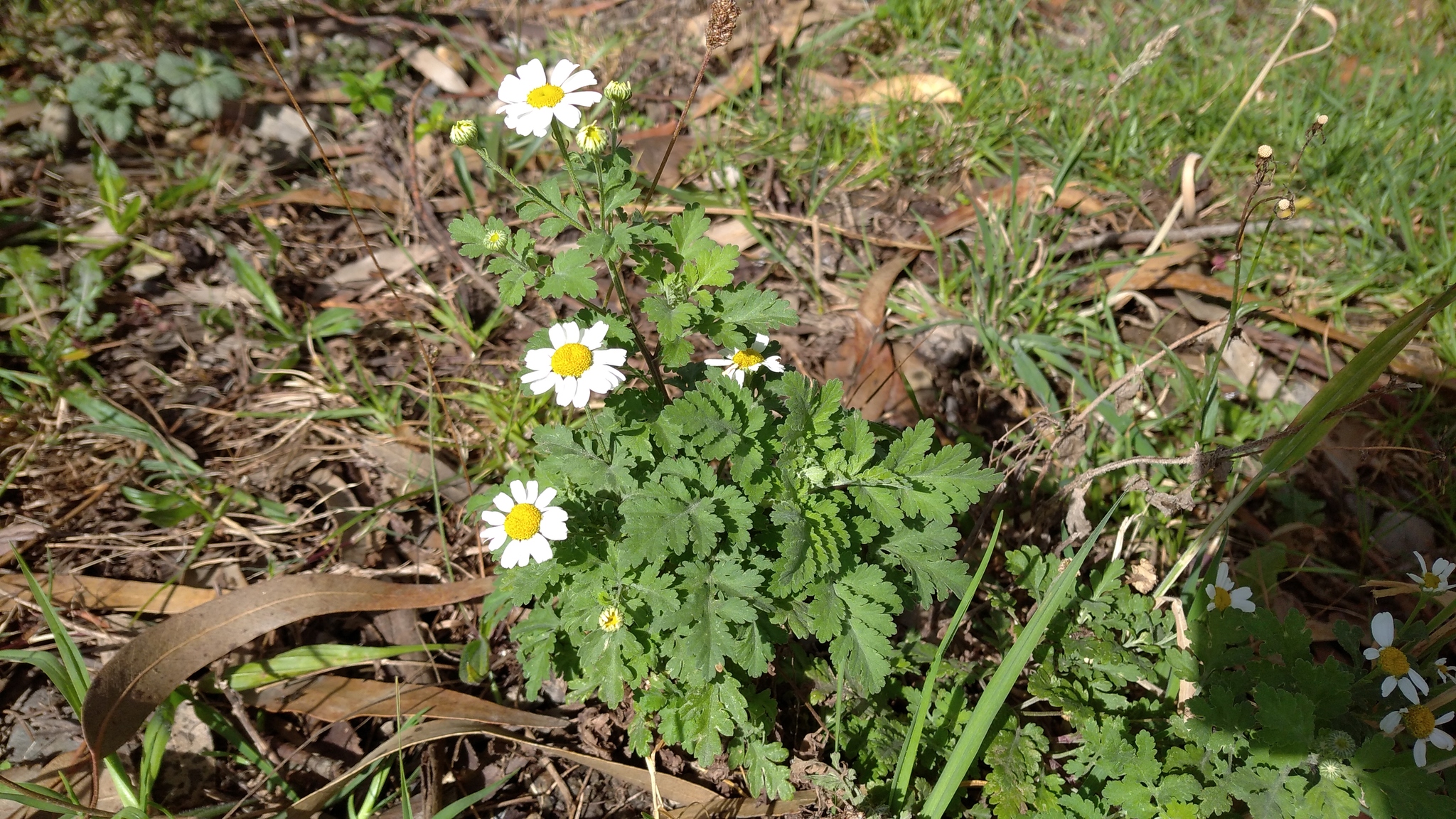 Tanacetum parthenium image