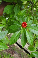 Leuenbergeria bleo