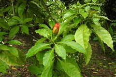 Leuenbergeria bleo