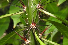 Leuenbergeria bleo