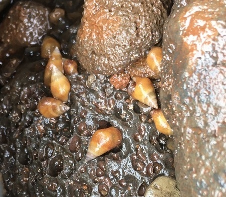 Hinea akuana observed 2019-12-09