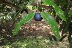 Eugenia candolleana