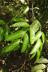 Eugenia candolleana