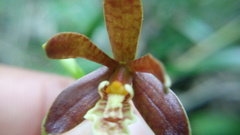 Prosthechea varicosa