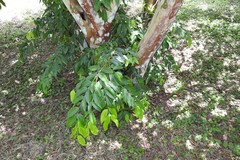 Eugenia candolleana