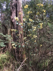 Pomaderris intermedia