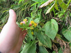 Solidago glomerata
