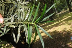 Podocarpus henkelii