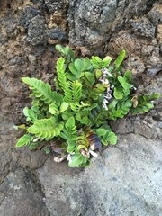 Asplenium obtusatum obtusatum