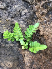 Asplenium obtusatum obtusatum