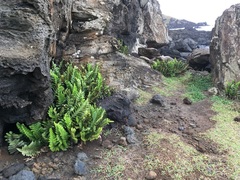 Asplenium obtusatum obtusatum