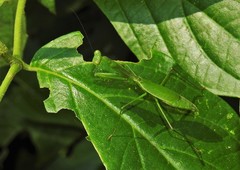 Stagmomantis venusta