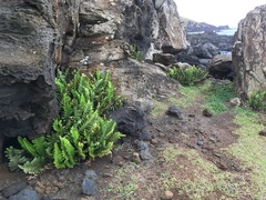 Asplenium obtusatum obtusatum