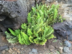 Asplenium obtusatum obtusatum