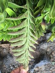Asplenium obtusatum obtusatum